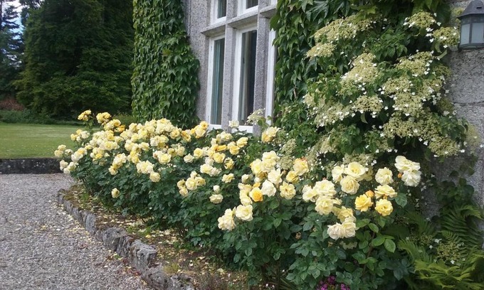 Rathvilly Cabina | Courtyard Cottage