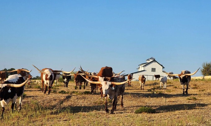 Nemo Casa | Cowboy Up - Luxury Waterfront Ranch Villa at Twin Canyons Longhorn Ranch