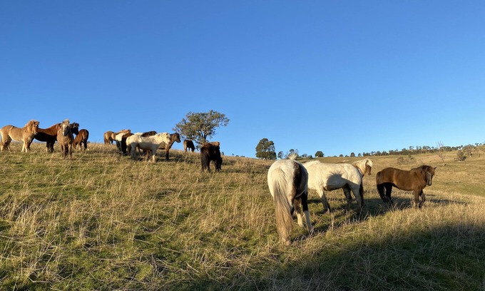 Megalong Valley Otro | Coxs River Rest - Warialda