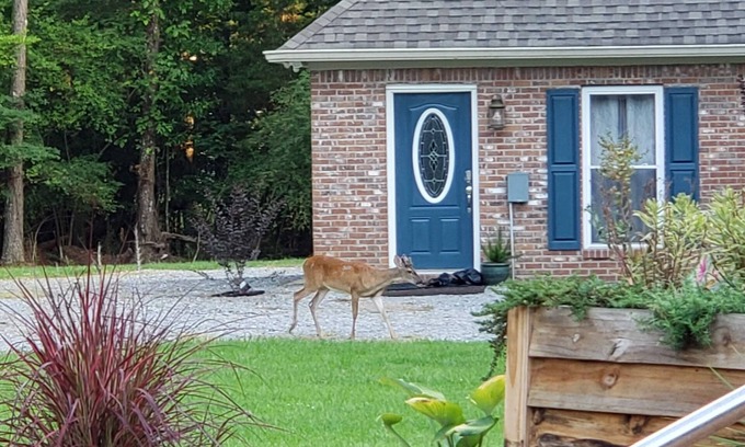 Madison Casa | Cozy guesthouse minutes from multiple amenities