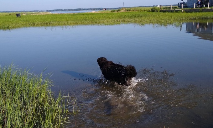 Newburyport Cabaña | Cozy Plum Island Cottage. Walk to beach.