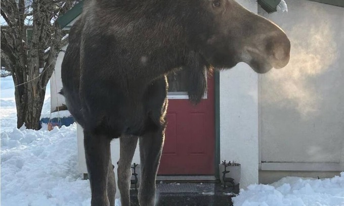 Seward Cabaña | Cozy Seward Cottage: Amazing Location in the middle of town. Pet-Friendly!