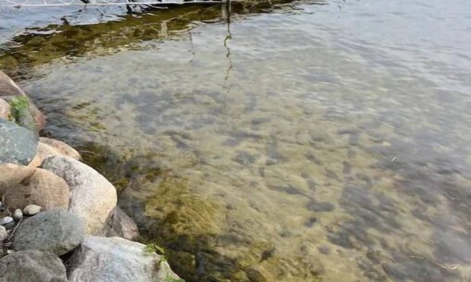 Haslett Cabaña | Cozy cottage on the lake!