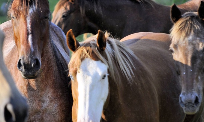 Fayetteville Cabina | Cabaña junto a la cala ubicada en una granja de caballos, relajante, caballos para mascotas y mascotas