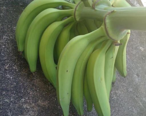 Port Antonio Apartamento | CW's Portland Paradise. Wifi/Private Bathroom.