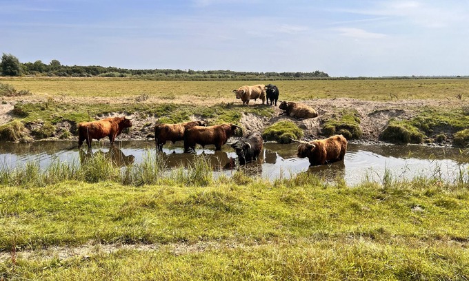 Zuidwolde Cabina | De Weide Huisje