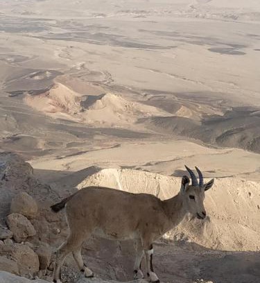 Mitzpe Ramon Casa | Desert Peace