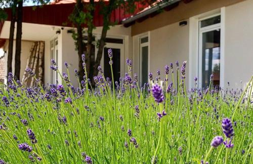 Ohid Apartamento | Dióliget