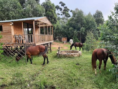 Hogsback Otro | Diamond Vault Rustic Mountain Cabins