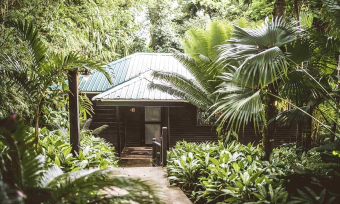 Forest Home Apartamento | Suite Doble Queen Jungle