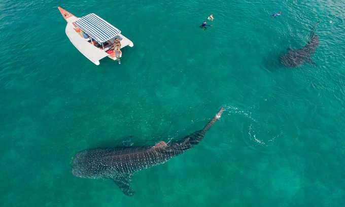 Mafia Island Cama Y Desayuno | Sueña, explora, descubre la isla de la mafia, hogar de ballenas