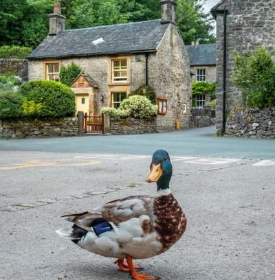 Alstonfield Casa | Duck Cottage Milldale Alstonefield Peak District