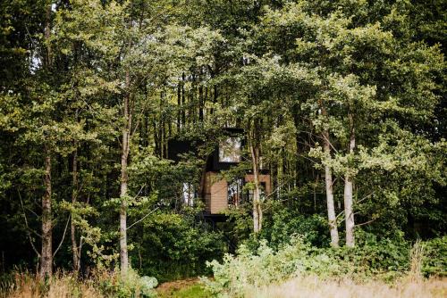 Miłomłyn Apartamento | Dziki Las - domki na drzewach