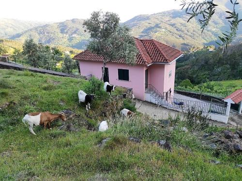 Castro Daire Casa | Ecorustics stay - Casa Ester