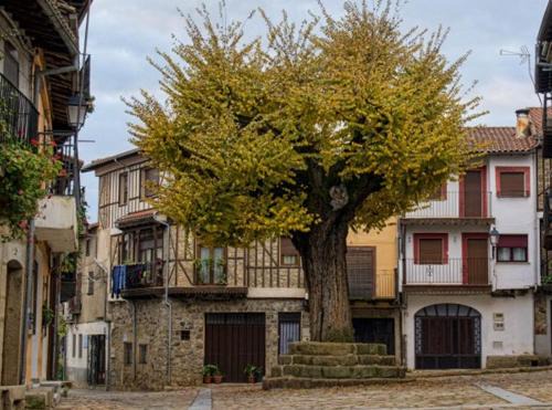 Herguijuela de la Sierra Casa | EL VIEJO OLMO