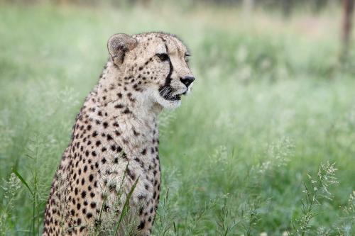 Hluhluwe Cabina | Emdoneni Lodge with Zululand Cat Conservation Project