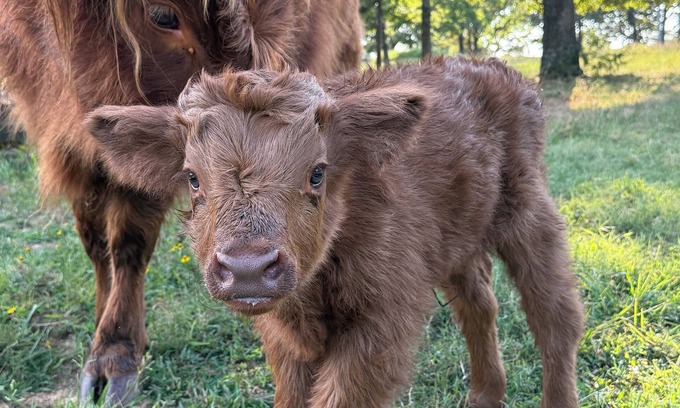 Cecil Cabaña | Farm Stay with Highland Cows