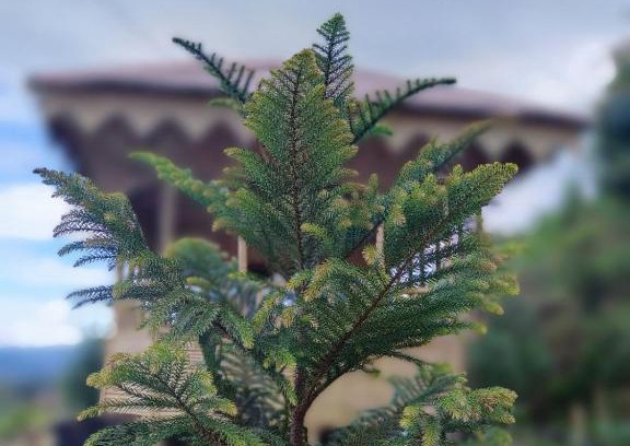 Bhaktapur Casa | Farmers Farm & Farm Stay