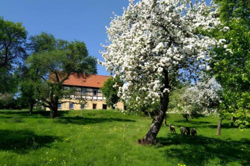 Waschleithe Apartamento | Ferienwohnung Böhme