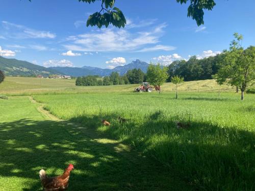 Tiefgraben Apartamento | Ferienwohnung Mondsee-Irrsee