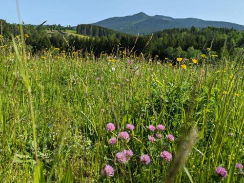 Schwarzenbach Apartamento | Ferienwohnung Osserglück