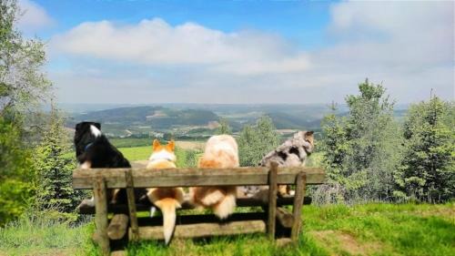 Berlar Apartamento | Ferienwohnungen Dorfliebe Dörnberg WALDBLICK