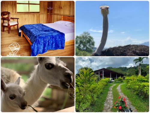 Ibague Casa | Finca Ecoparaiso