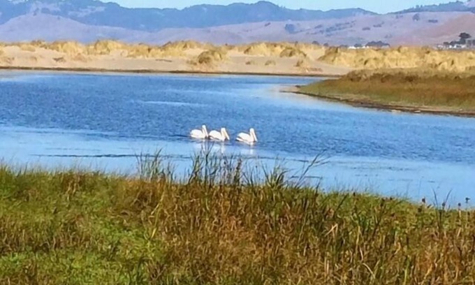 Salmon Creek Cabina | Fishermans Cottage~Charming Coastal Cottage in Bodega Bay, Walk to Beach/WiFi