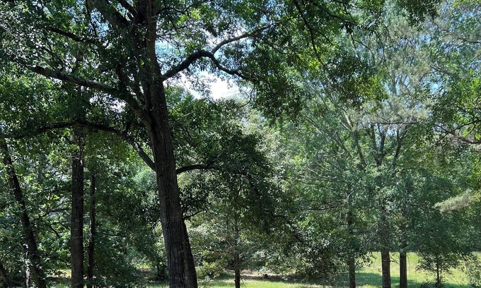 Oakhurst Cabaña | Forest Family House
