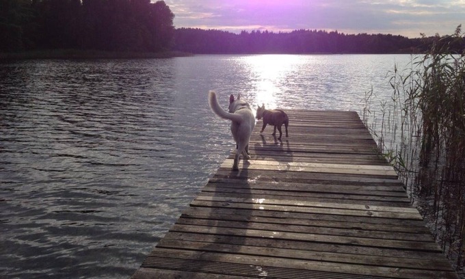 Klosterwalde Apartamento | Forsthaus Metzelthin - vacaciones con tu perro