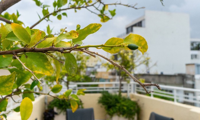 Florentin Hotel | Franky