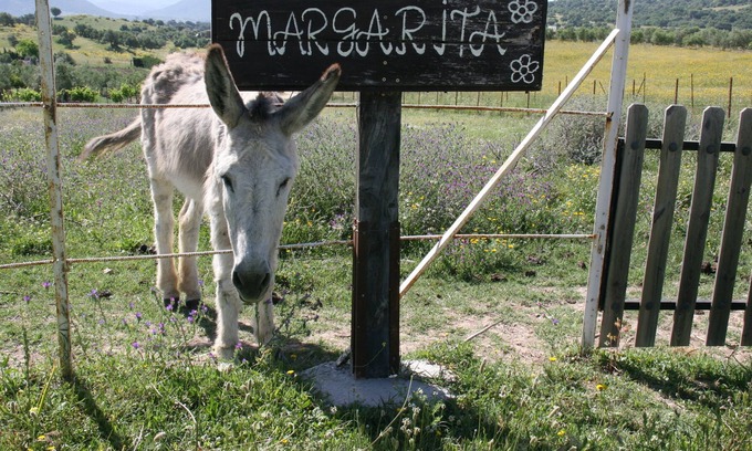 El Bosque Cabaña | Alquiler íntegro Casa Rural "Los Cuatro Olivos"