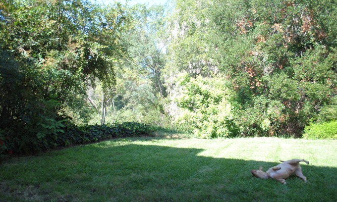Encinitas Casa | FULLY FURNISHED MID-TERM RENTAL: Treehouse Oasis - A peaceful haven in Encinitas