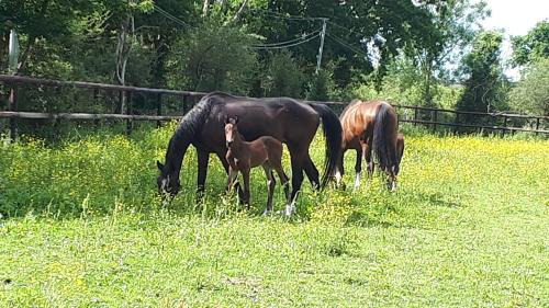 Moult Apartamento | gîte du haras