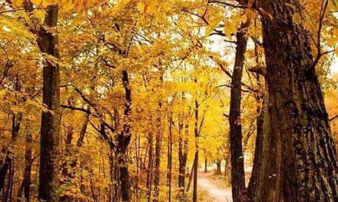 Lancaster Cabina | Gentle Breeze Campground