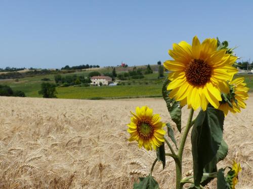 Nailloux Casa | Gites des Camparros