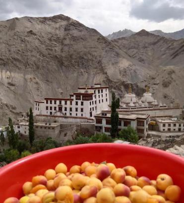 Tingmosgang Casa | Green Land Guest House Ladakh by LexStays