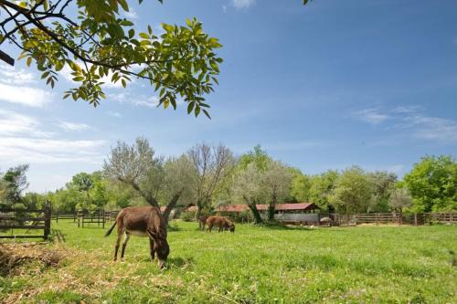 Radanovici Apartamento | Green Ranch Stara Maslina