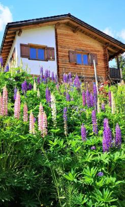 Affeier Casa | grosses Ferienhaus mit Sauna im Skigeb. Obersaxen