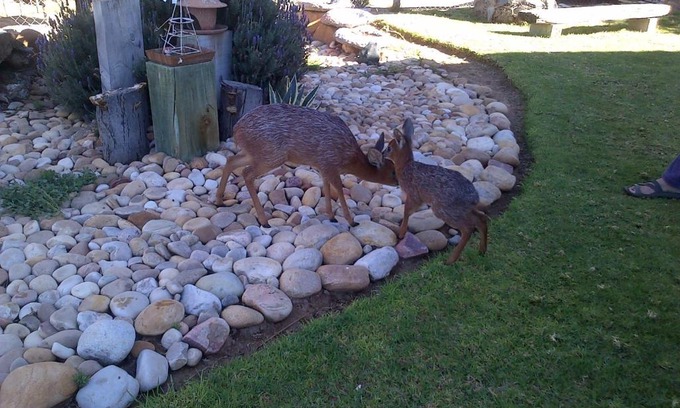 De Hoop Casa | Grysbok Self Catering Accommodation