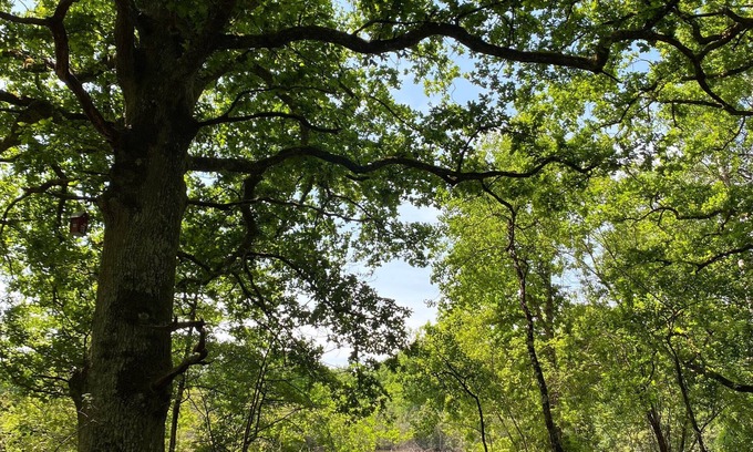 Vannes-sur-Cosson Cama Y Desayuno | Casa de huéspedes en Sologne con estanque y actividades al aire libre