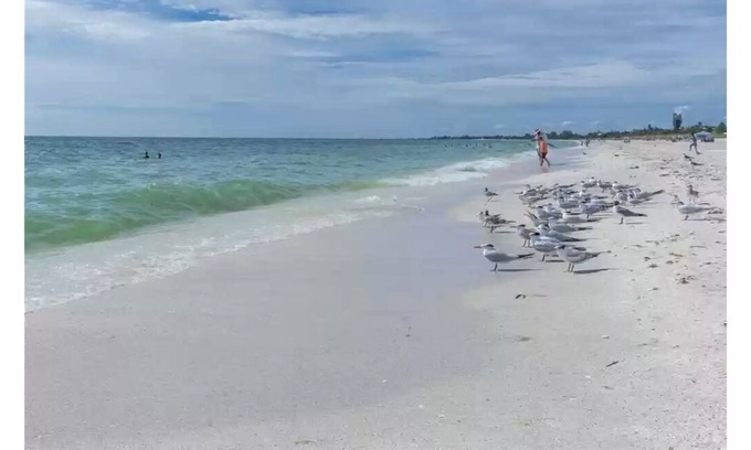 Osprey Condominio | Gulf breezes in 2 bedroom tropical oasis - 10 min from beach!