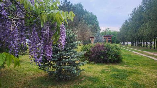 Asotthalom Casa | Gyömbér Tanya