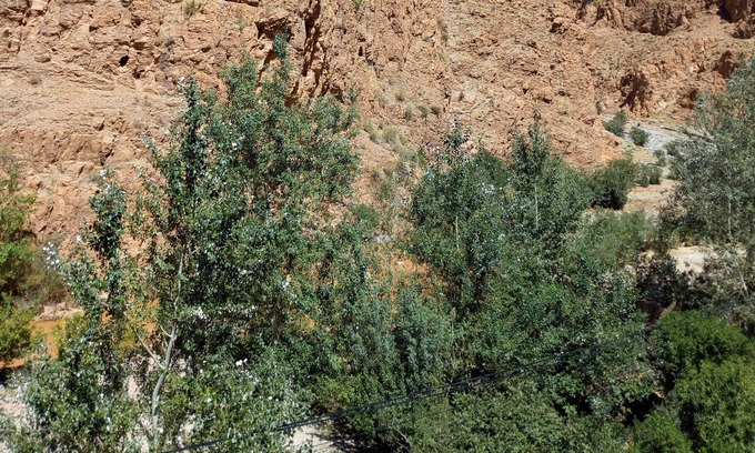 Ait Sedrate Jbel El Soufla Hotel | Hôtel Restaurant La Gazelle Du Dades