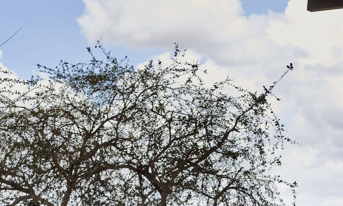 Amboseli Otro | H12 Elephant Gorge Camp