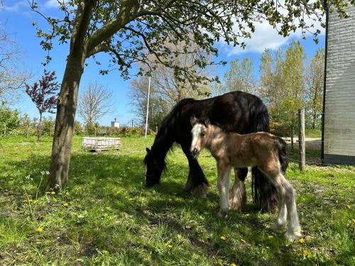 Burgh-Haamstede Apartamento | Het Tinkerparadijs, paarden, rust en ruimte.