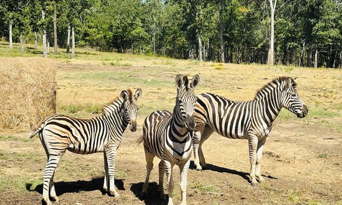 Henryetta Cabina | Hickory Ridge Cabin - Lemurs, Zebras, Hot Tub, Hiking