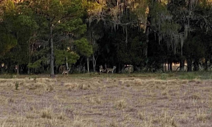 Inglis Cabina | HIDDEN GEM IN WEST FLORIDA! 12 PPL CABIN