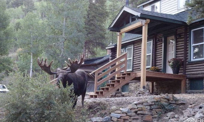 Rollinsville Cabina | Honey Bear Creek Artists Mountain Retreat