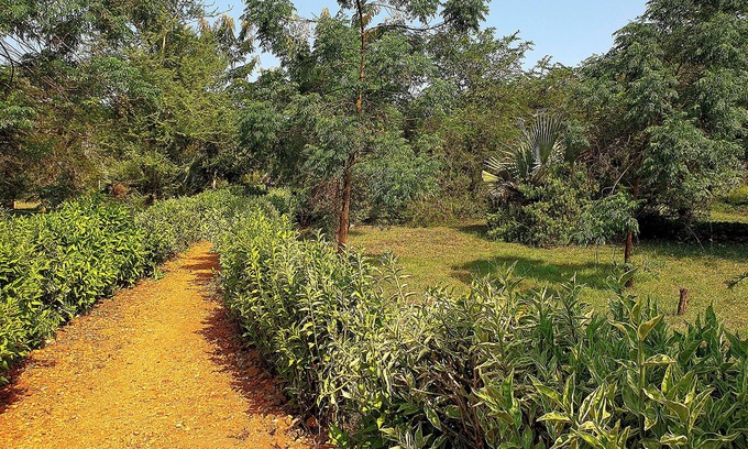 Pakwach Cabina | Hornbill Bush Lodge
